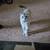 Scottish Fold 2 thumbnail