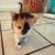 2 kittens for free 6 thumbnail