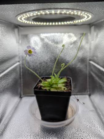 Carnivorous Plants Available 1