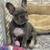 Male French bulldog puppy 1 thumbnail