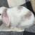 Holland Lop Bunny Rabbit 8 thumbnail