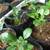 Plants Phoenix grown 3 thumbnail