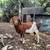Nanny goat doe Boer Nubian 5 years old 1 thumbnail