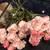 silk roses 2 thumbnail