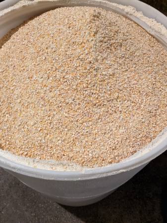 Feed corn 1