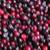 Benewah HuckleBerries 5 thumbnail