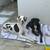 Great Danes for Adoption 13 thumbnail