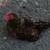 Goldenlace Wyandottes mix Hens, young Pullets and Roosters 13 thumbnail