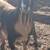 Nigerian Dwarf doe 1 thumbnail