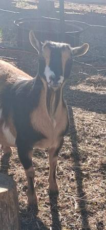 Nigerian Dwarf doe 1