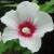 Rose of Sharon (All plants now 50% off) 3 thumbnail