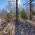 15.5 Acres- Beautifully Wooded 1 thumbnail