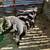 Starter sheep flock, gentle ram 3 thumbnail