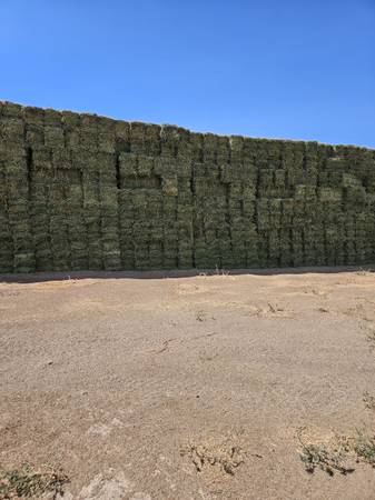Alfalfa hay 1