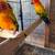 Son conure 6 thumbnail