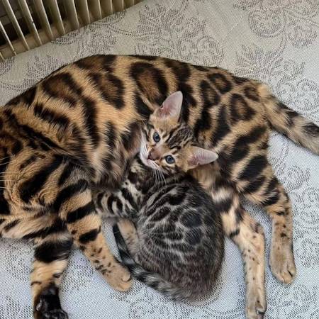 Beautiful Bengal kittens are available 1