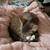 I have 2 2 year old cats 2 thumbnail