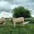 Registered Charolais bulls 1 thumbnail