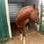 Horse stud 3 thumbnail
