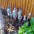 Irrigation,sprinkler,drip systems install and repair 14 thumbnail