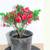 Japanese Satsuki Azalea Ruby Glow 1 Gallon Pre-Bonsai Tree Plant 2 thumbnail