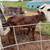 Shorthorn Bull Calf 1 thumbnail