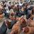 Chickens hens color 1 thumbnail