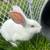 Flemish giant bunnies 3 thumbnail
