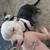 Male pit 2 thumbnail