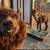 Alpacas! Friendly and Cute! 1 thumbnail