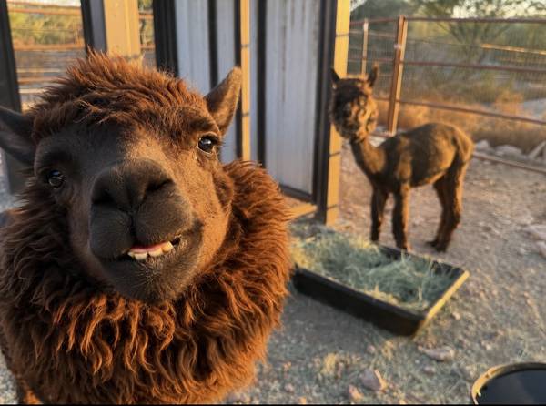 Alpacas! Friendly and Cute! 1