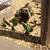 Cactus overgrown: smaller plants with roots 3 thumbnail
