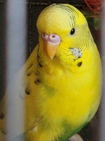 Cotorras macho (Suffolk)63882831963137120