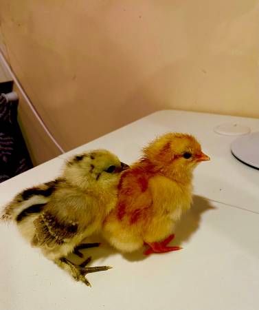 Rainbow Layers - Baby Chicks - 4 weeks -  Standard 1