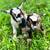 Nigerian Dwarf goats 1 thumbnail