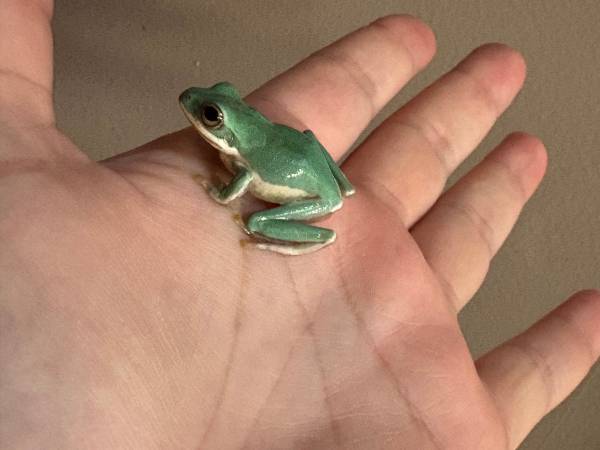 Feas Tree Frogs 1