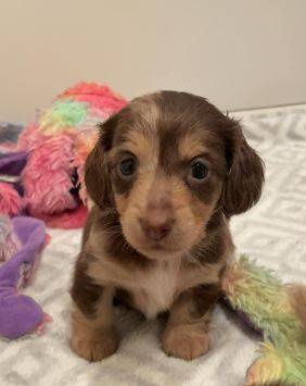 Gorgeous mini puppy 1