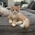 Pure Siberian kittens available for adoption. 2 thumbnail