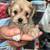 Shorkie-poo puppy 1 thumbnail
