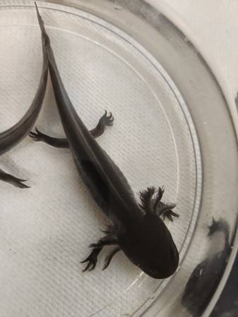 Axolotl (Newport news)63882832065667123