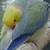Indian ring neck male violet tuquoise blue 1 thumbnail