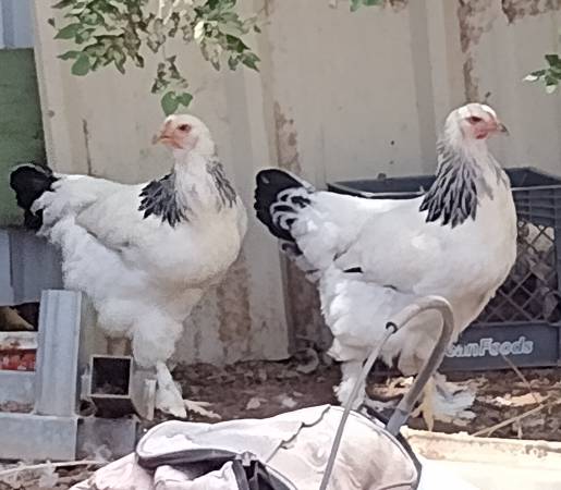 Chickens 1
