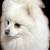Pomeranian stud services 1 thumbnail