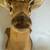 Whitetail Buck Deer Shoulder Mount with Antlers – Rustic Wall Decor 4 thumbnail