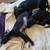 3 pups forever homes 4 thumbnail