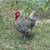 Barred Plymouth Rock Rooster 1 thumbnail