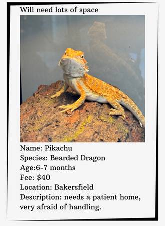 Bearded dragon 1