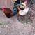Serama pairs 1 thumbnail