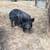 Two Female Pigs 3 thumbnail