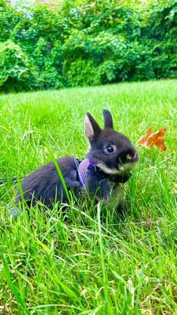 Netherland Dwarf Bunny Does for Rehoming (Greenwich, CT)63923588396034124